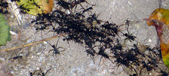 Eciton burchellii