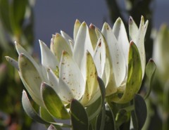 Leucadendron procerum