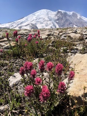 Castilleja parviflora