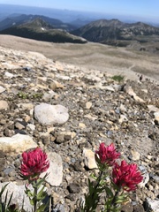 Castilleja parviflora
