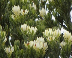 Leucadendron procerum