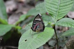 Euphaedra hewitsoni hewitsoni