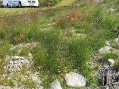 Erysimum virgatum