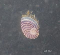 Peneroplis planatus