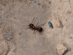 Formica subpolita