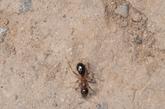Formica subpolita