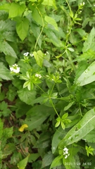 Galium pseudorivale