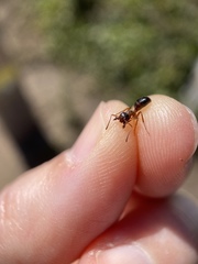 Formica subpolita
