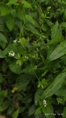 Galium pseudorivale