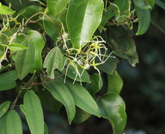 Clematis meyeniana