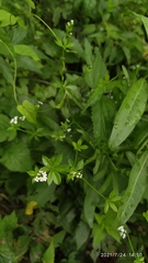 Galium pseudorivale