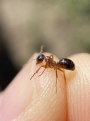 Formica subpolita