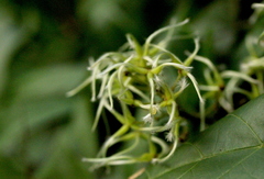 Clematis meyeniana