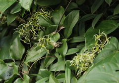 Clematis meyeniana