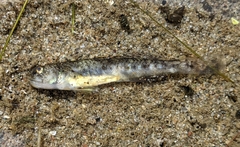 Eucyclogobius newberryi