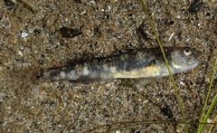 Eucyclogobius newberryi