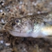 Tidewater Goby - Photo (c) Chris Shuck, some rights reserved (CC BY-NC), uploaded by Chris Shuck