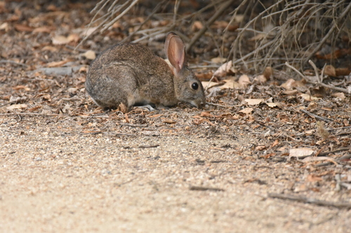iNaturalist observation photo of Brush Rabbit
