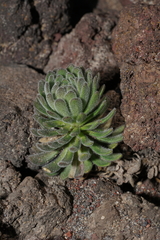 Draba aureola