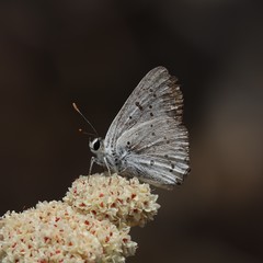 Tharsalea xanthoides