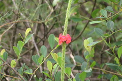 Stachytarpheta mutabilis