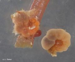 Lamellodiscorbis dimidiatus