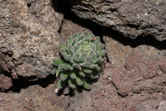 Draba aureola