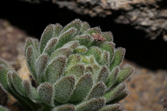 Draba aureola
