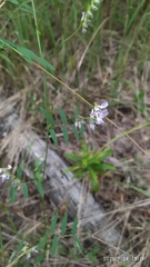 Vicia biennis
