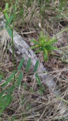 Vicia biennis