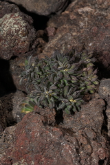 Draba aureola