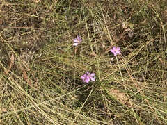 Byblis filifolia