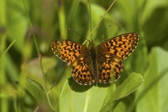 Boloria titania