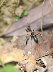 Spilomantis occipitalis