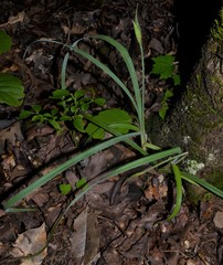 Carex latebracteata