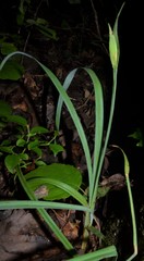 Carex latebracteata