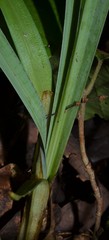 Carex latebracteata