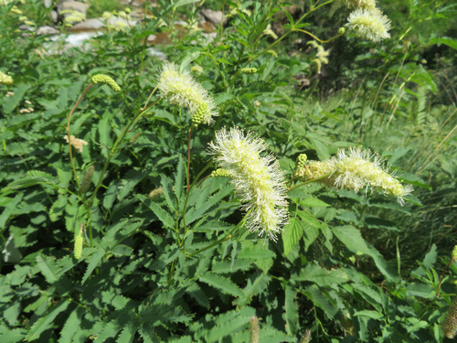 Sanguisorba dodecandra (Sanguisorba dodecandra)