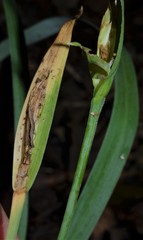 Carex latebracteata