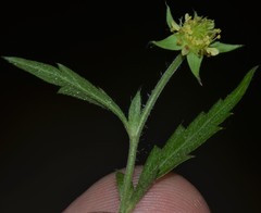 Geum virginianum