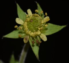 Geum virginianum