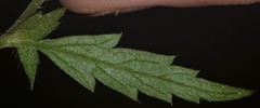 Geum virginianum