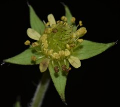 Geum virginianum