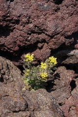 Draba aureola