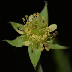 Geum virginianum