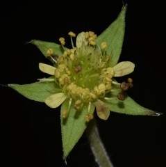Geum virginianum