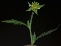 Geum virginianum
