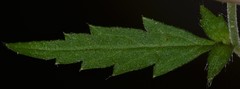 Geum virginianum