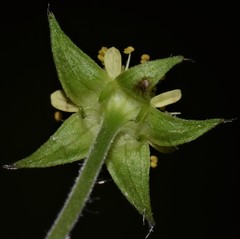 Geum virginianum