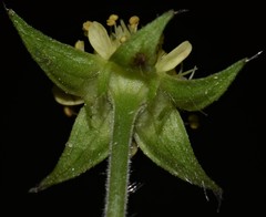 Geum virginianum